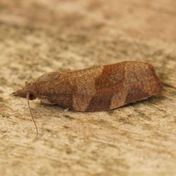 Feromona Pandemis heparana