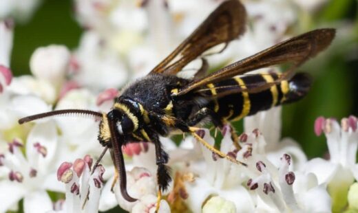 Paranthrene tabaniformis