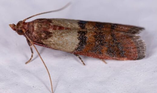 Plodia interpunctella