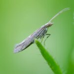 Feromona Plutella xylostella