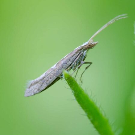 Feromona Plutella xylostella