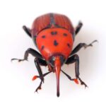 Feromona Rhynchophorus ferrugineus 120