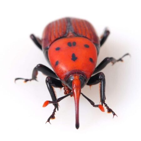 Feromona Rhynchophorus ferrugineus + Kairomona 120