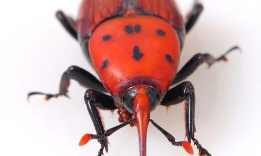 Rhynchophorus ferrugineus