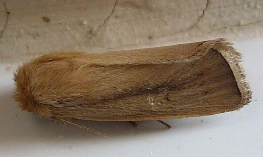 Sesamia nonagrioides