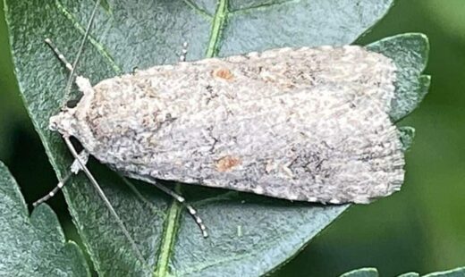 Spodoptera exigua (Rosquilla verde)