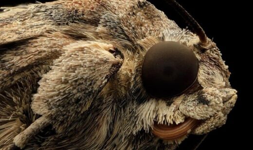 Spodoptera frugiperda (Rice Strain)