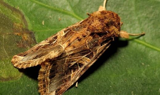 Spodoptera littoralis (Rosquilla negra)