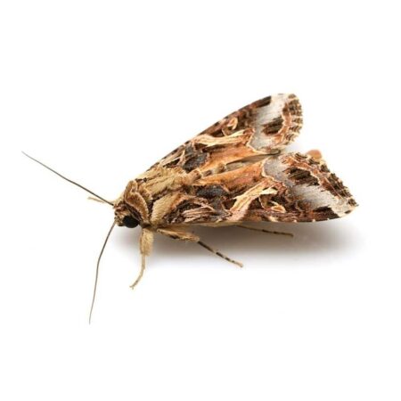 Feromona Spodoptera litura