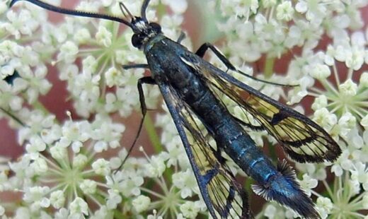 Synanthedon exitiosa