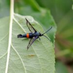 Feromona Synanthedon myopaeformis