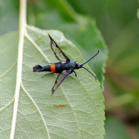 Feromona Synanthedon myopaeformis