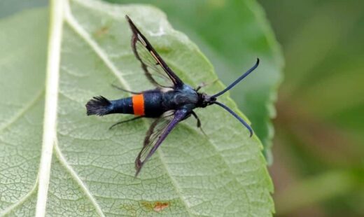 Synanthedon myopaeformis (sesia)