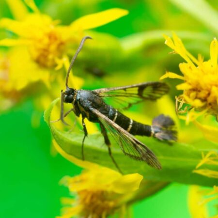 Feromona Synanthedon tipuliformis