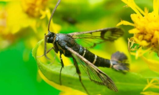 Synanthedon tipuliformis