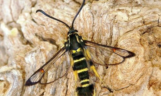 Synanthedon vespiformis