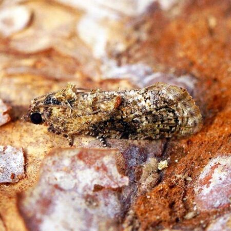 Feromona Thaumatotibia leucotreta