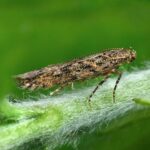Feromona Tuta absoluta