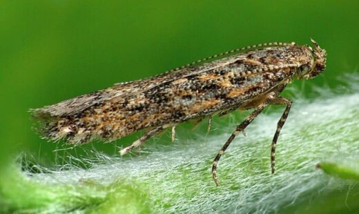 Tuta absoluta (Tuta del tomate)