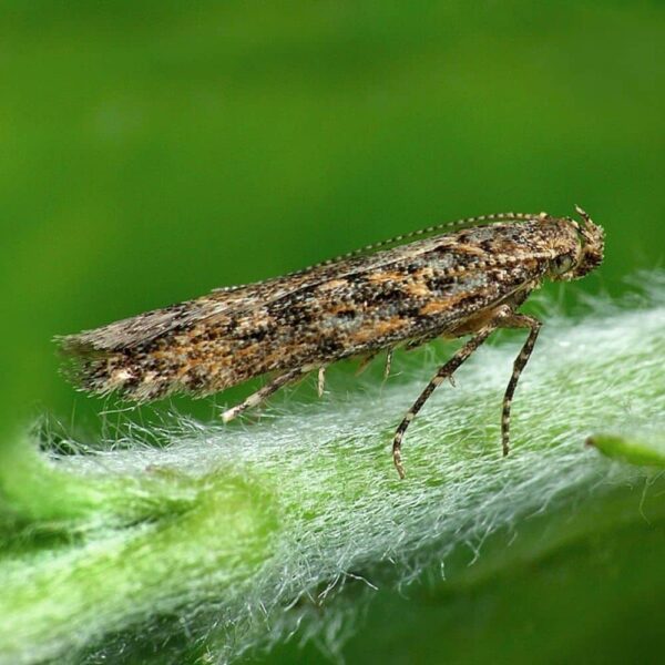 Feromona Tuta absoluta