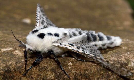 Zeuzera pyrina (Taladro amarillo o Barrenador de la madera)