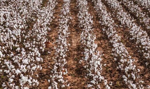 Algodón