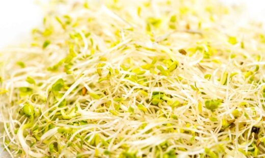 CULTIVOS BOTIGA 2026 (1)