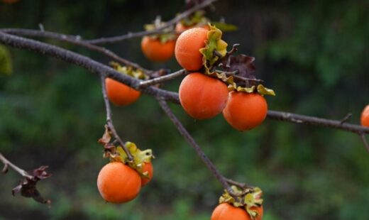 CULTIVOS BOTIGA 2026