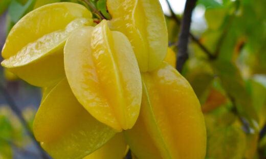 Carambola