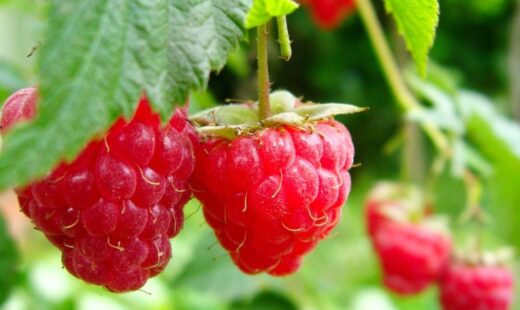 Frambuesa