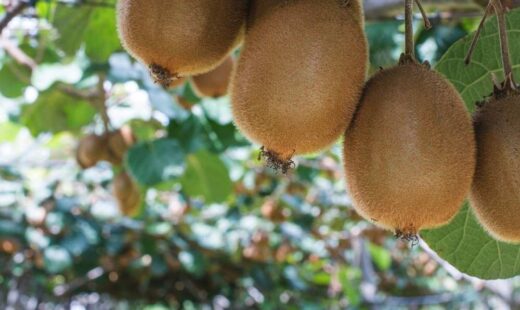 Kiwi