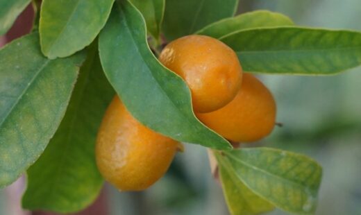 Kumquat