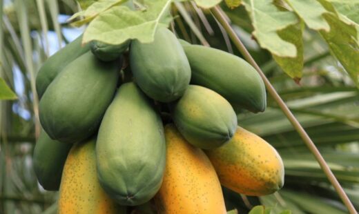 Papaya