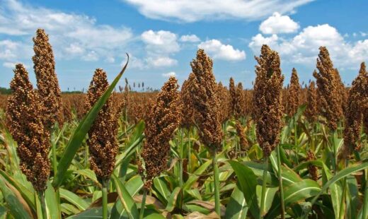 Sorgo