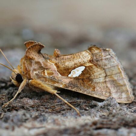 Feromona Chrysodeixis (Plusia) chalcites