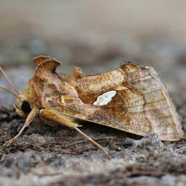 Feromona Chrysodeixis (Plusia) chalcites