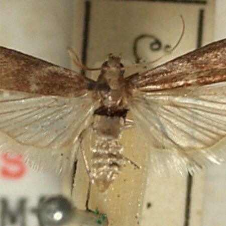 Feromona Cryptoblabes gnidiella