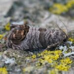 Feromona Cydia pomonella