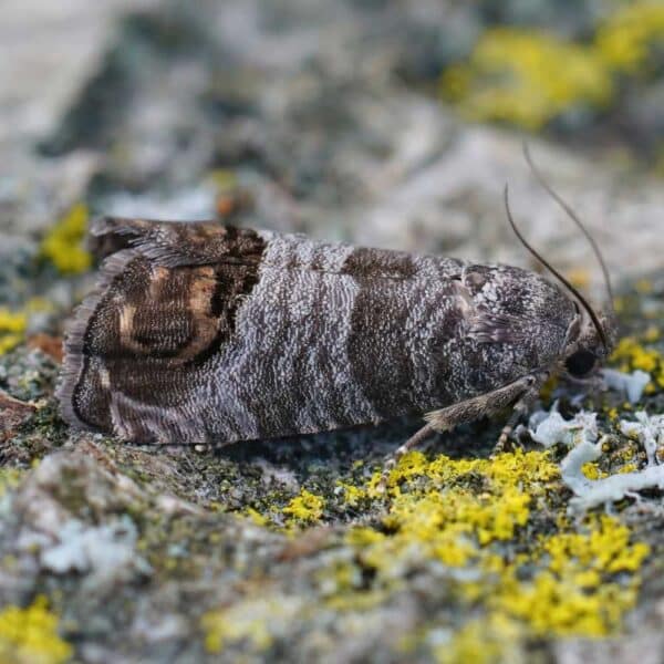 Feromona Cydia pomonella