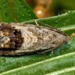 Feromona Cydia splendana