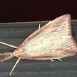 Feromona Diatraea saccharalis