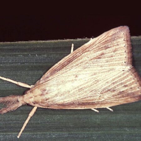 Feromona Diatraea saccharalis