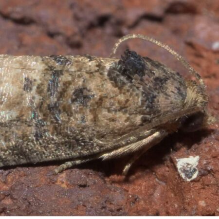 Feromona Ecdytolopha aurantiana