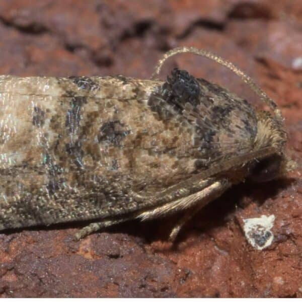 Feromona Ecdytolopha aurantiana