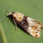 Feromona Eupoecilia ambiguella