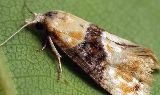 Eupocilia ambiguella – CC (créditos)