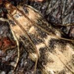 Feromona Euzophera pinguis