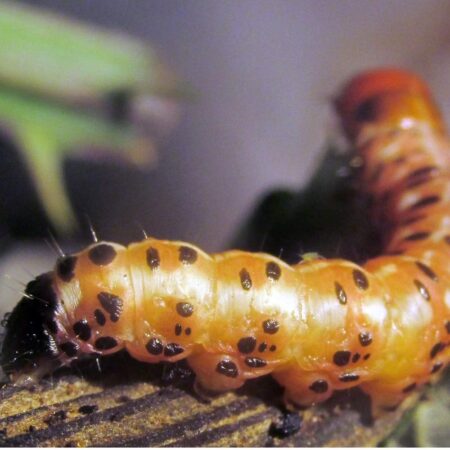 Feromona Gortyna xanthenes