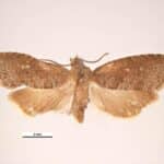 Feromona Grapholita molesta