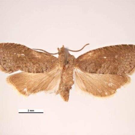 Feromona Grapholita molesta